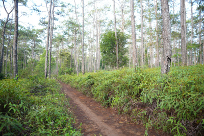 Măng Đen Lala Trail 2026 - Free photosの写真
